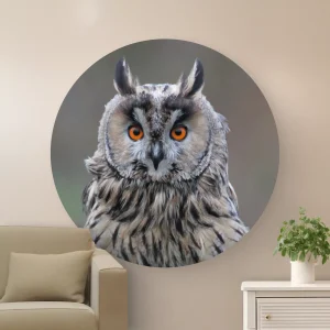 Muurcirkel Ransuil - D012