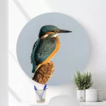 wandcirkel ijsvogel - wooncirkel