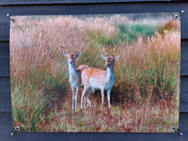 Tuinposter - Twee damherten - Afbeelding 2