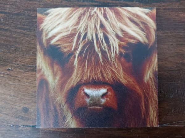 Landelijke onderzetters - Schotse Hooglander kalf - Dibond - Afbeelding 2