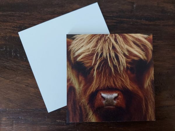 Landelijke onderzetters - Schotse Hooglander kalf - Dibond - Afbeelding 4
