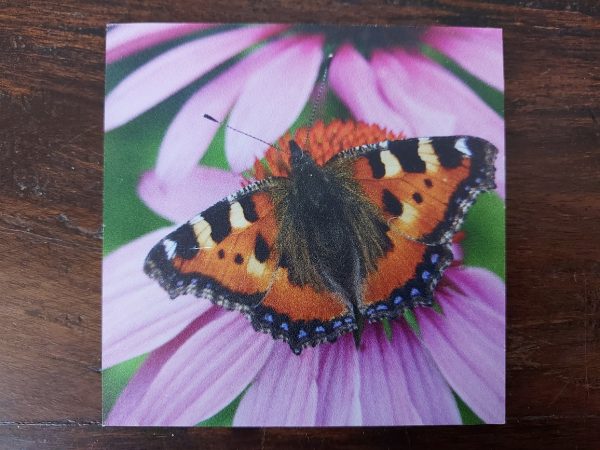 Landelijke onderzetters - Vlinder Kleine Vos op rode zonnehoed - Dibond - Afbeelding 2
