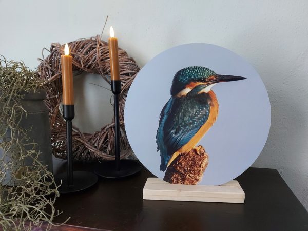 Muurcirkel Dibond - IJsvogel - Afbeelding 3