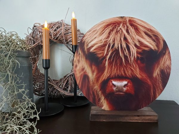 Muurcirkel Dibond - Schotse Hooglander kalf - Afbeelding 3