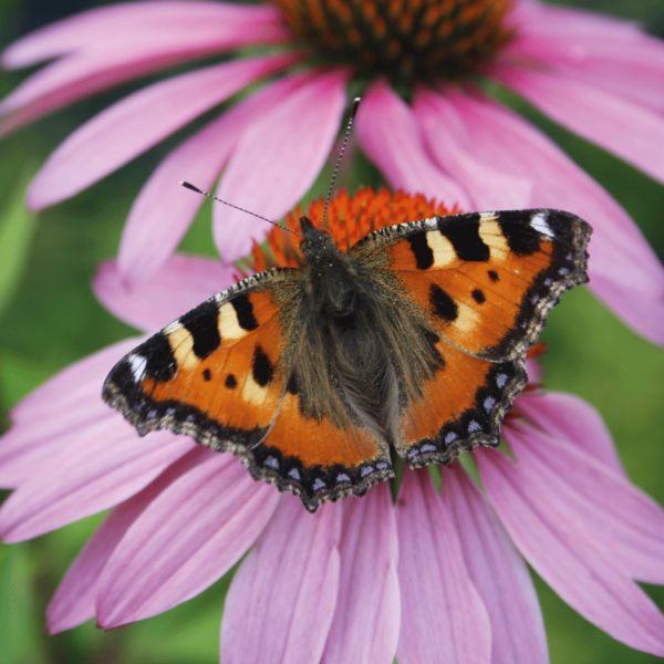 Landelijke onderzetter - Vlinder Kleine Vos op rode zonnehoed - forex