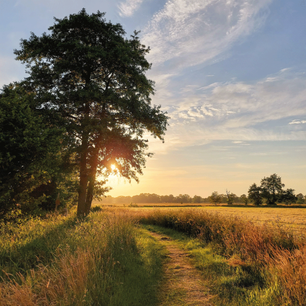 Landelijke onderzetter - Boom met zonsondergang bij graanveld - forex