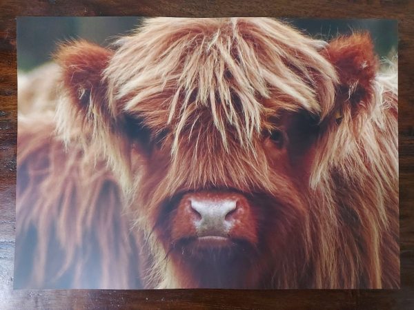 Placemat gelamineerd - Schotse Hooglander kalf - Afbeelding 3