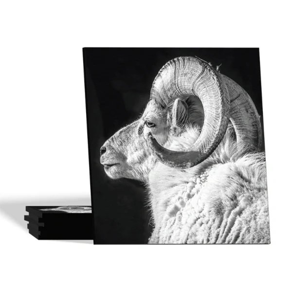 Landelijke onderzetters - Ram - Dibond