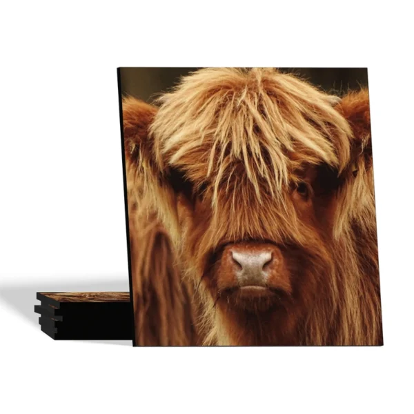 Landelijke onderzetters - Schotse Hooglander kalf - Dibond