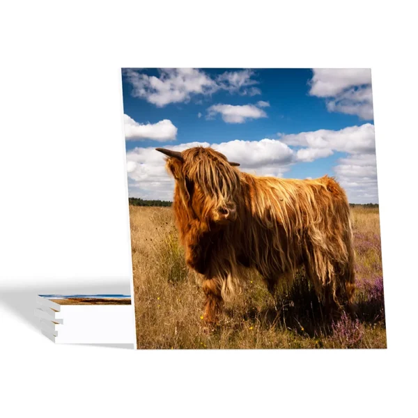 Landelijke onderzetters - Schotse Hooglander op de heide - Forex