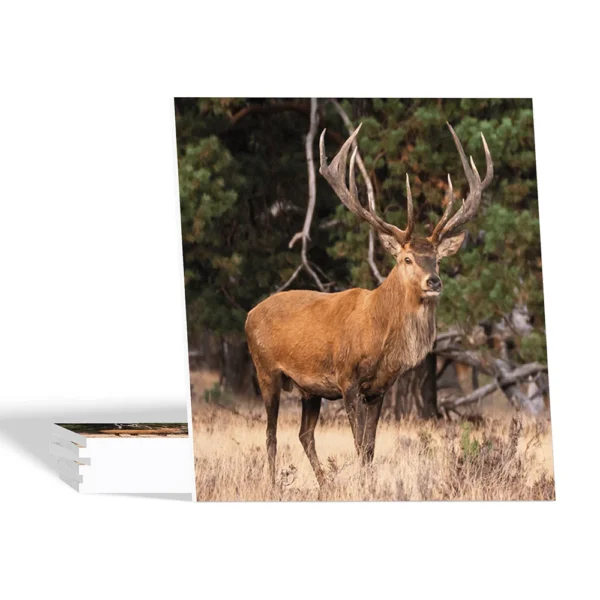 Landelijke onderzetters - Hert op de Veluwe - Forex