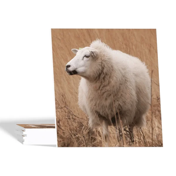 Landelijke onderzetters - Schaap - Forex