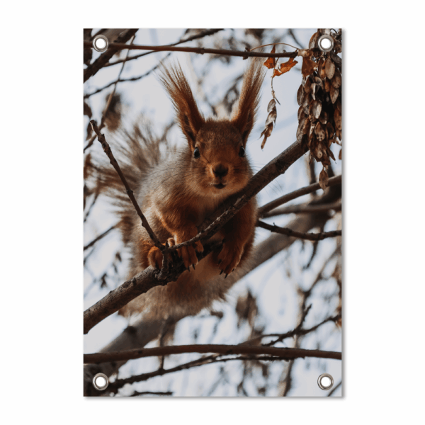 Tuinposter Squirrel